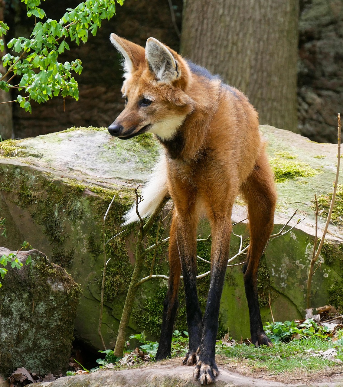 Maned wolf